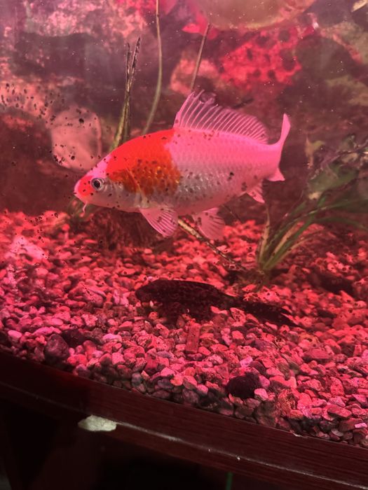 Рыбки аквариумные. Мирные Рыбы доллар, золотые для аквариума разные