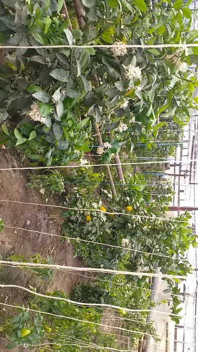 3-4 йиллик Лимон кучатлари сотилади ва лимон етиштириш ургатилади.