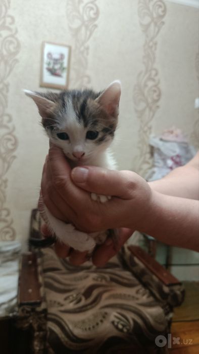 Продаем котят парода Американский керл