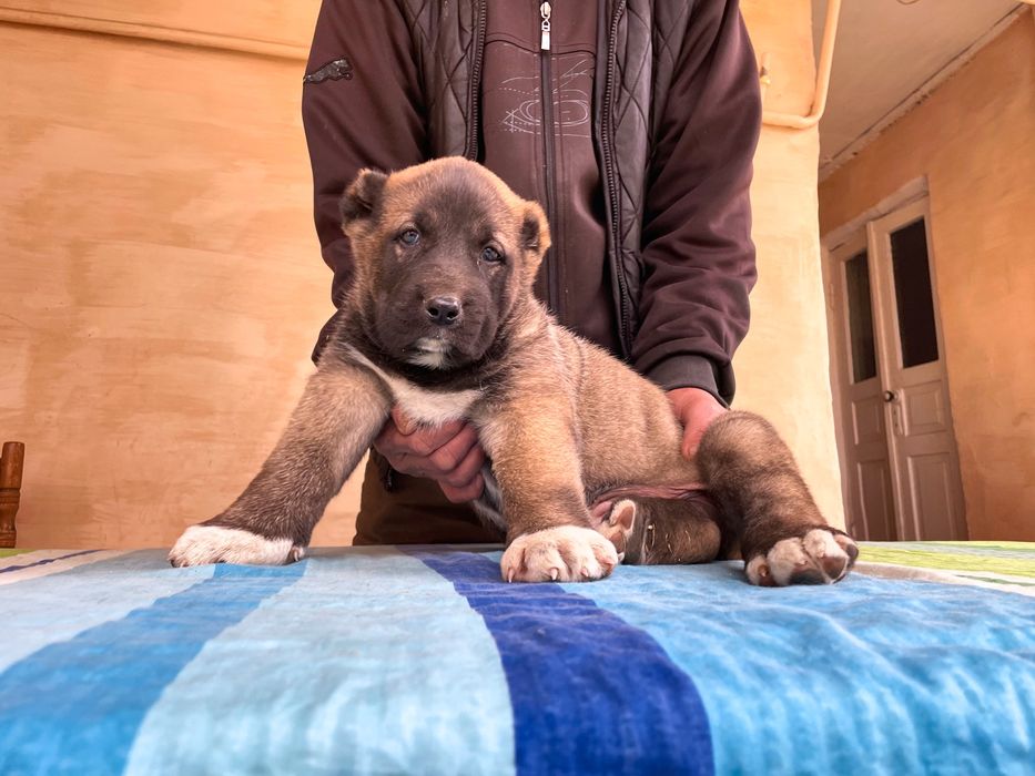 Щенок Турецкого Кангала ( Чистокровный )
