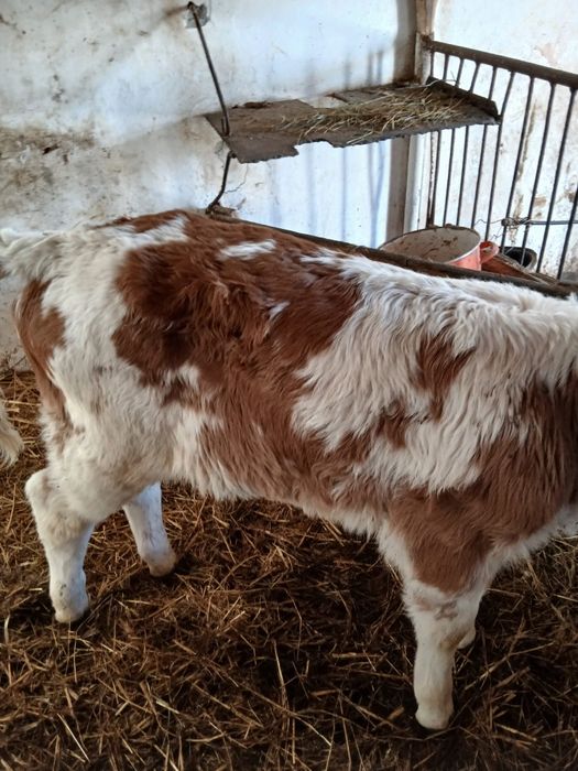 Vând taurasi si vitele preintarcati