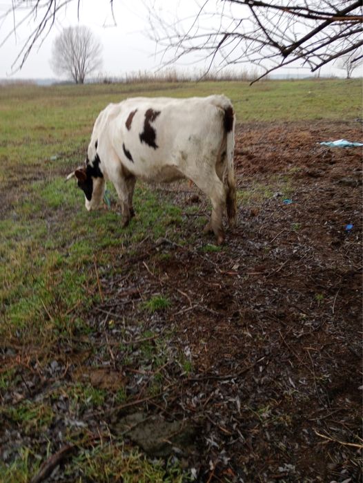 Vand vacă tânără de abator !