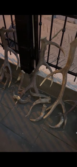 Coarne trofee Cerb țap muflon berbec caprioare panoplie mostenire buni