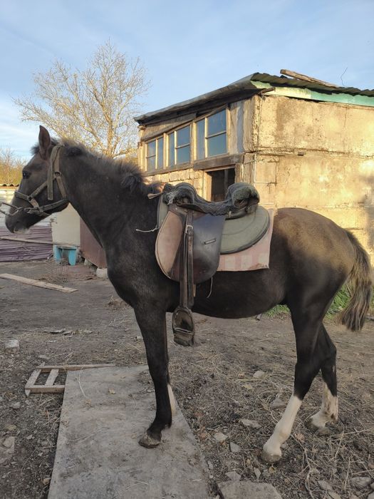 Продам тай жеребчик полукровка