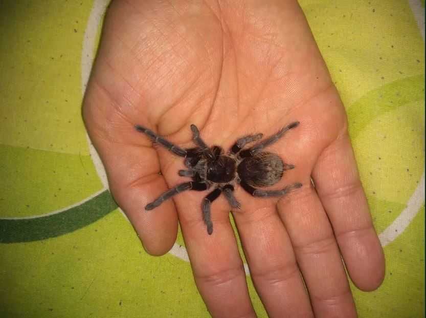 Тарантла tarantula