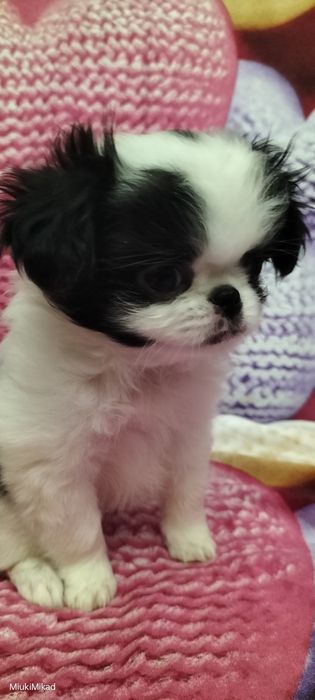 Девочка японского хина.