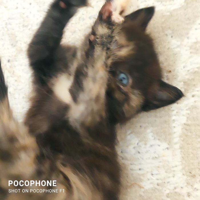 Продам котят прямоухих