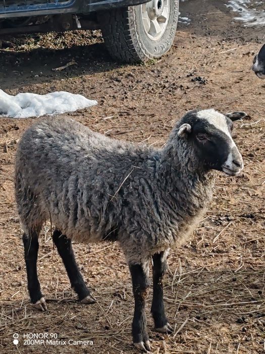 Романовский кошкарчик