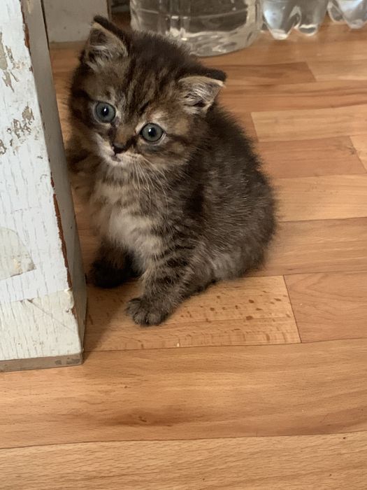 Отдам котенка девочка