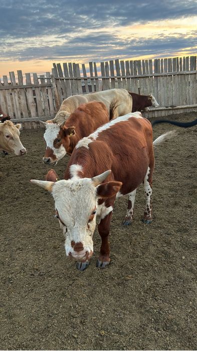 Бұқалар сатылады