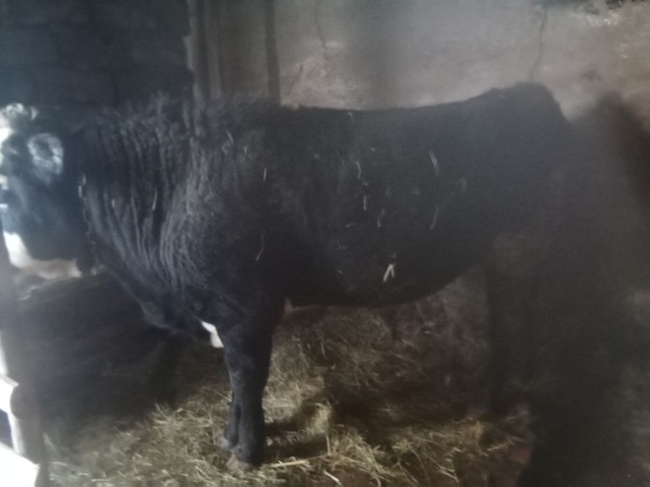 Продам бычков с откорма 3500 за кг