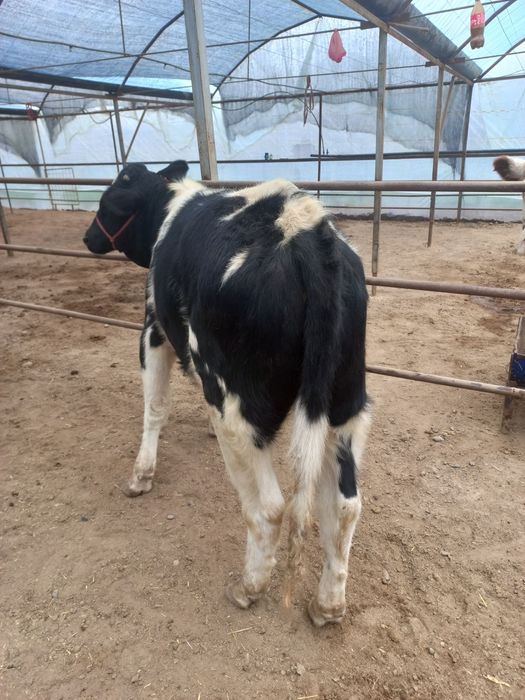 Бузок новосча сотилади