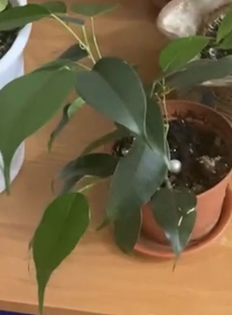 Комнатные растения