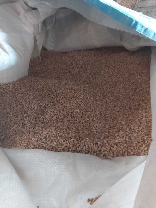 Grau de vanzare 2025