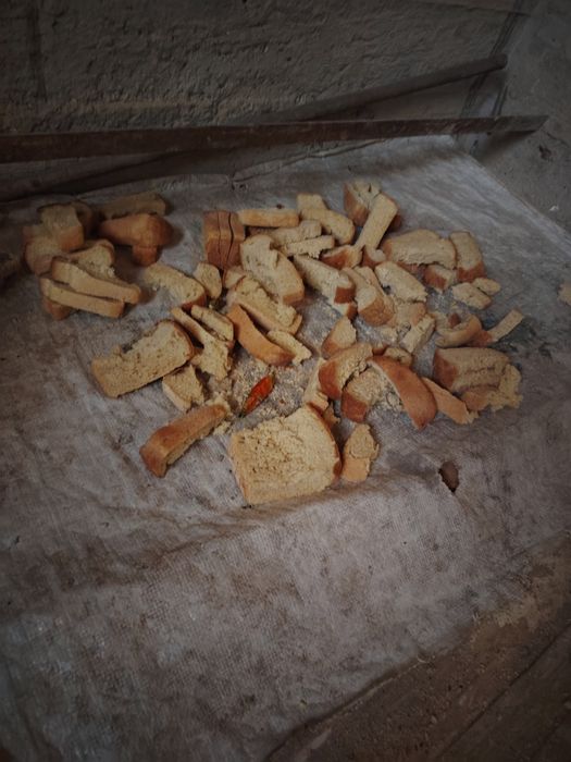 Molga qotgan boxonka non