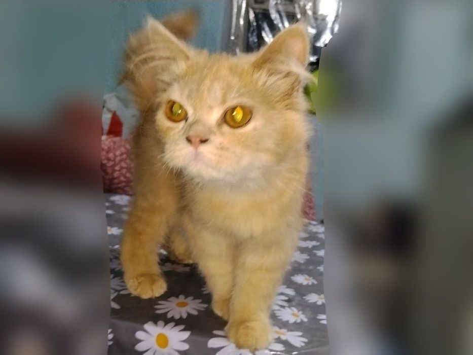 Котята 5 месяцев.