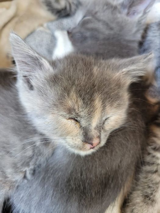 Котята от элитной кошки