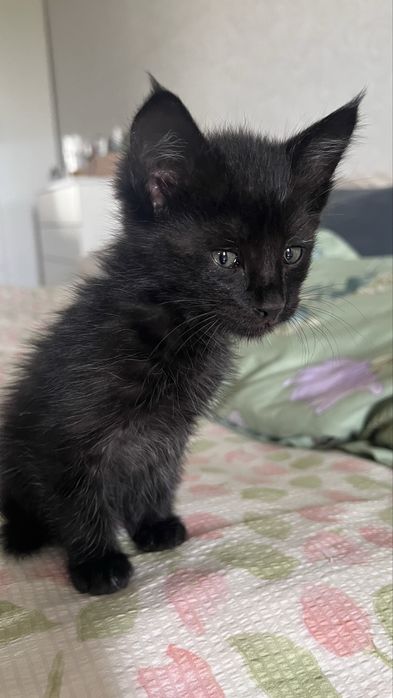 котенок в добрые руки