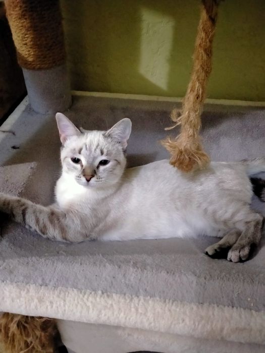 Отдам в добрые руки кошку