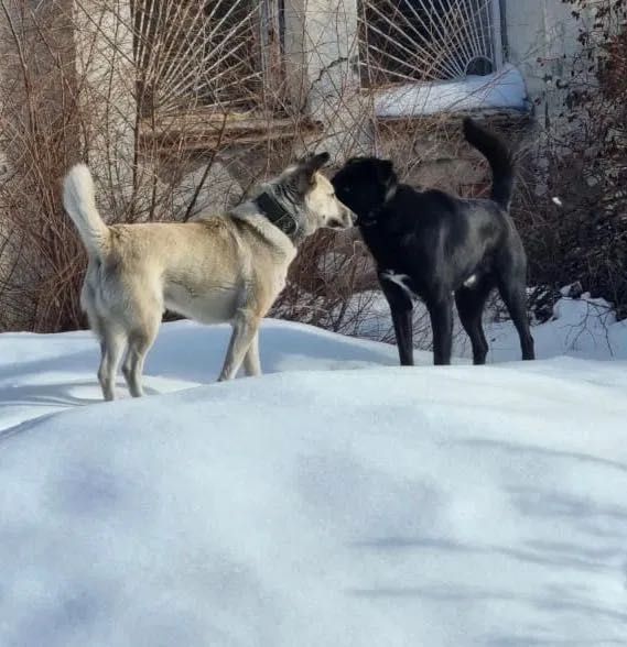 Розыск - Пропал пёс Блэк