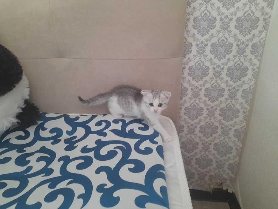 Котята бесплатно