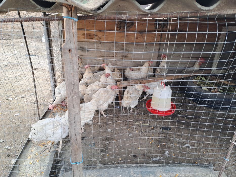 Куриц инкубатор о