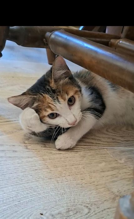 Чудо котенок девочка в добрые руки!