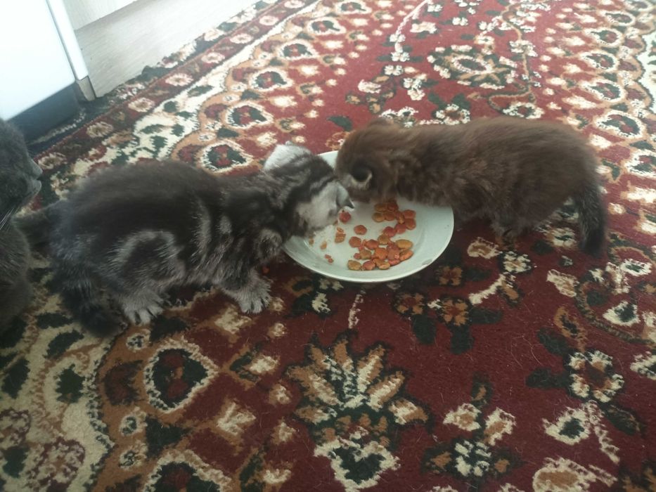 Продаются котята 300.000