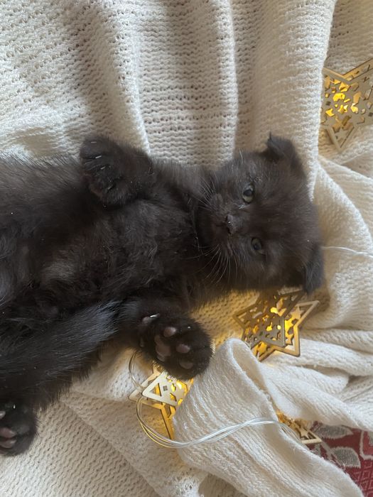 Котенок британец мальчик