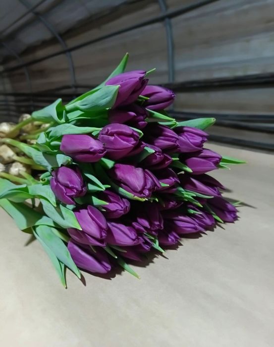 Голландские Тюльпаны!