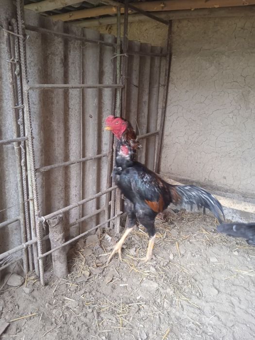 Dakanlar sotiladi. Korea, Yapon, Vetnam zotlari bor.