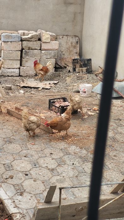 Продам курицу и петухов