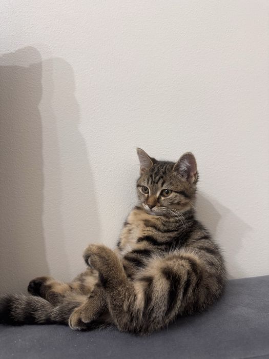 Отдам котенка бесплатно