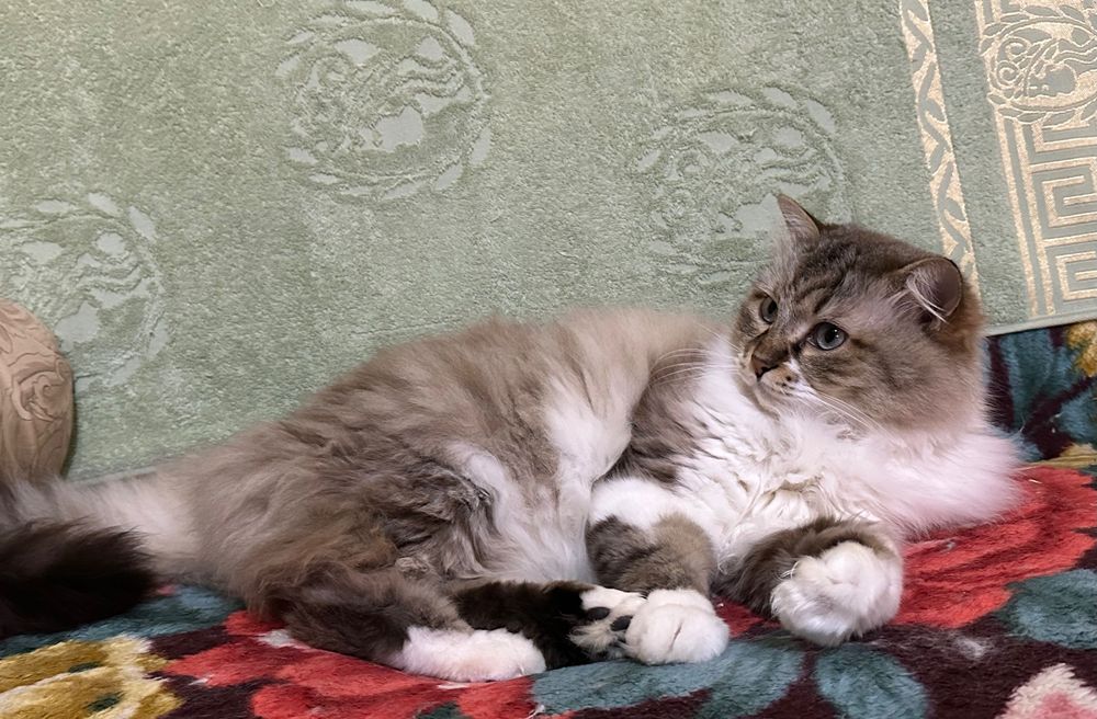 продается Кошка Помесь Рэгдолл