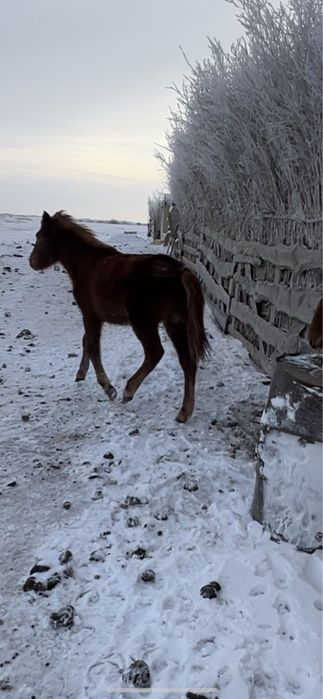 Жабагы жеребята 7-9 месяцев