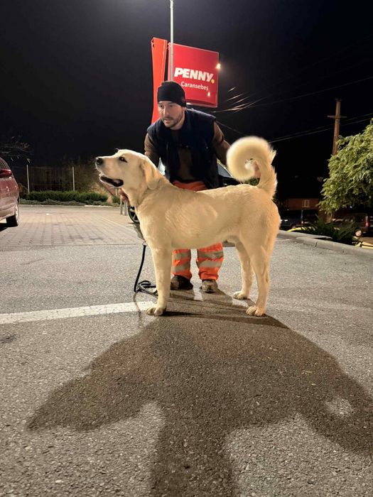 Ciobanesc de Asia Centrala