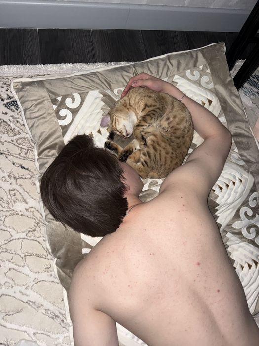 Бенгальская кошка ищет себе парня
