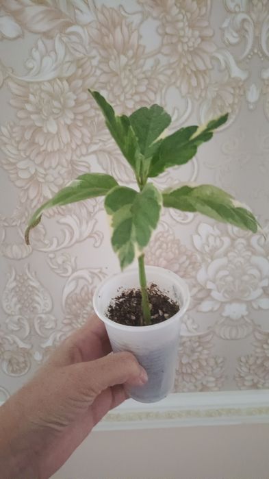 Анлонема 3200 филодендрон 1200