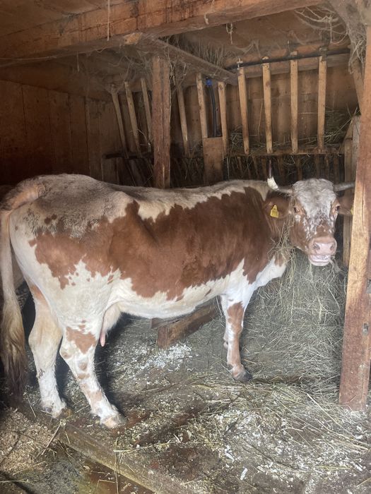 Vand vaca cu al şaptelea  vitel ,