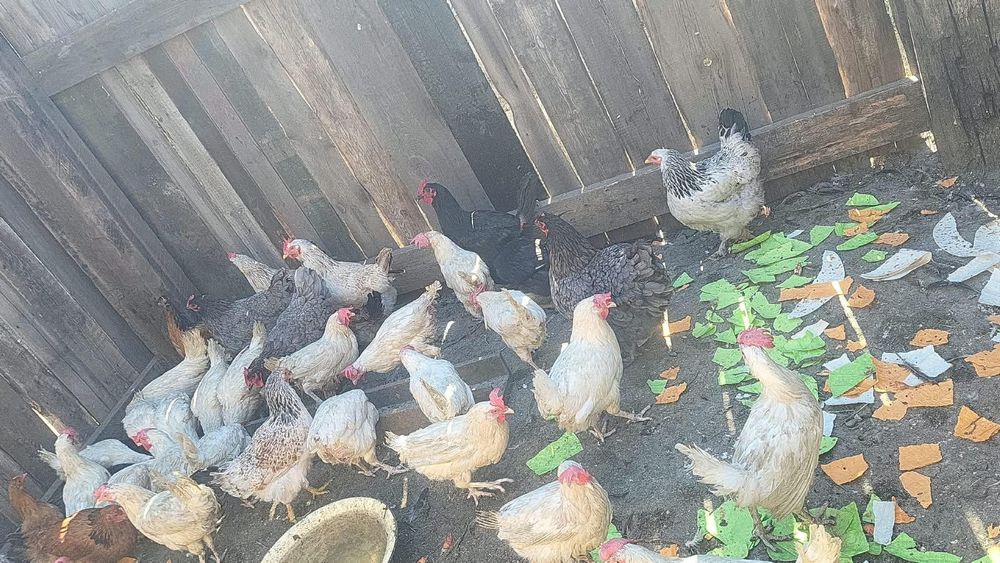Продам белых фобричных кур