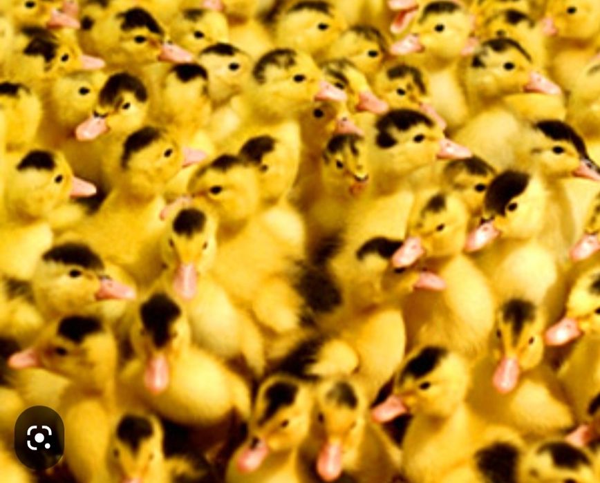 Ayollar va pissing jinsiy aloqa video