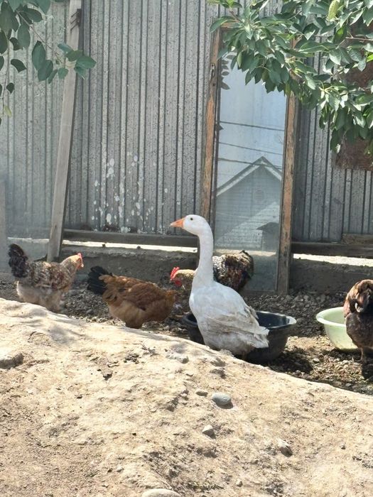 Куры и Гусь Продам