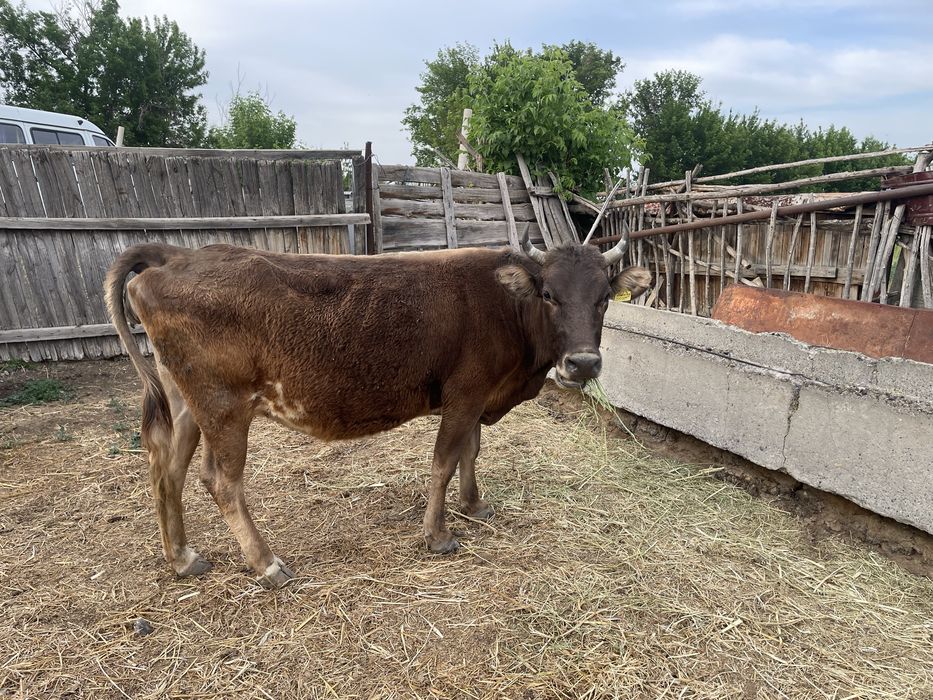 продам глубоко стельную корову