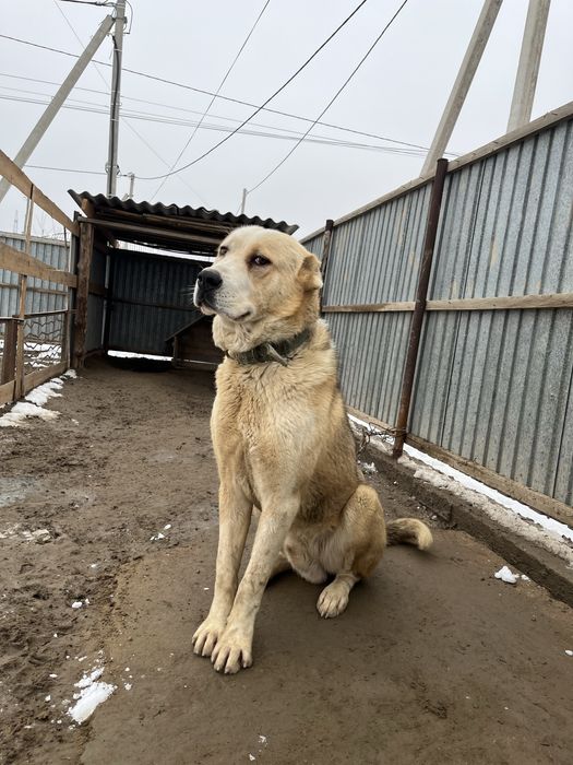 Алабай ит 1 жас 3 ай