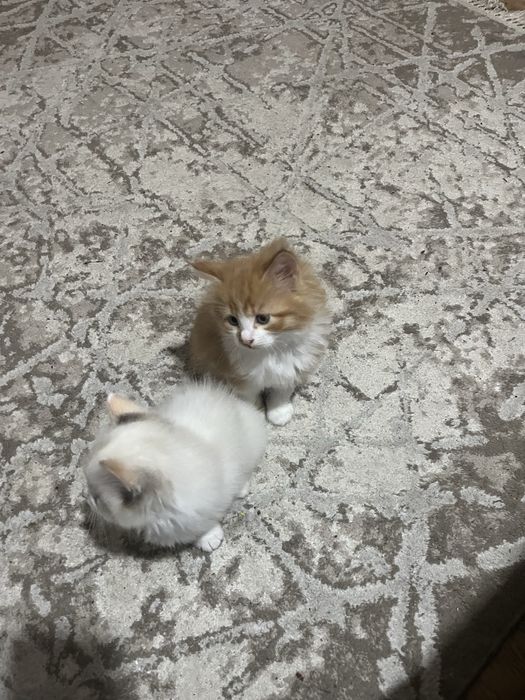 Отдам котят добрые руки