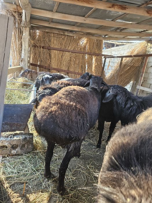 Кучкорлар сотилади