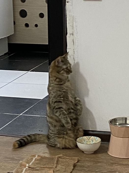 Котенок в добрые руки окрас Табби