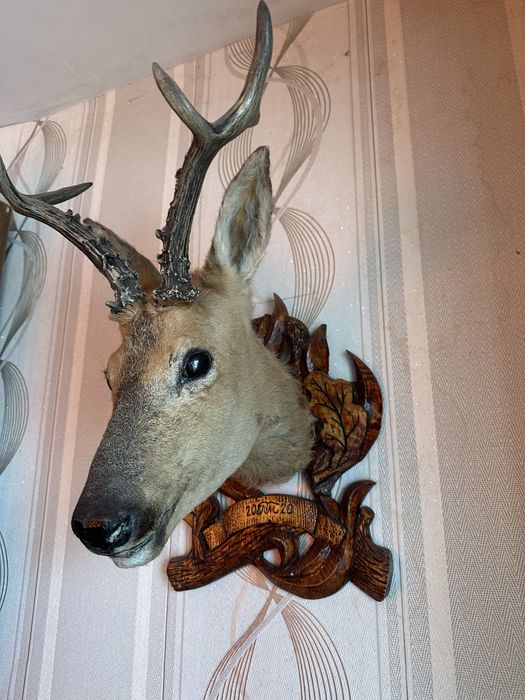 Трофейный чучело косули