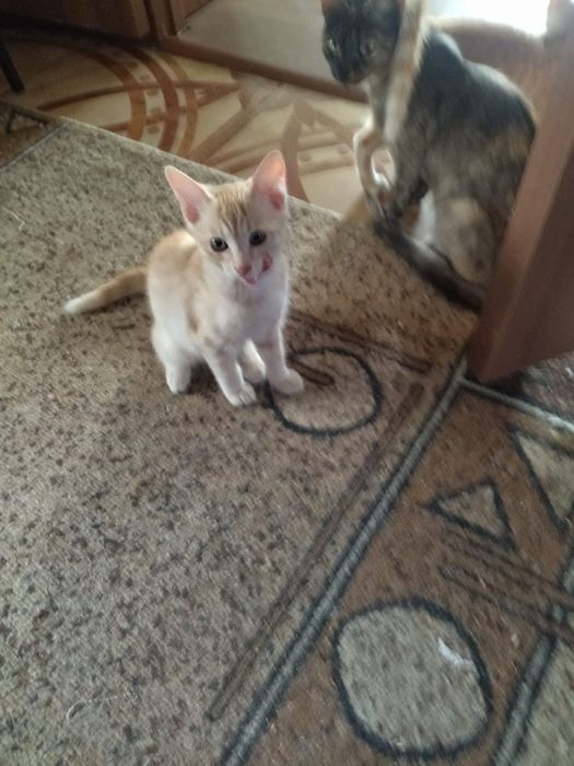Отдам котят в хорошие руки