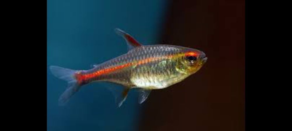 Эритрозонус (Огненная Тетра)